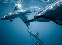 官方网站-里程碑！哈登总得分历史第九了！！